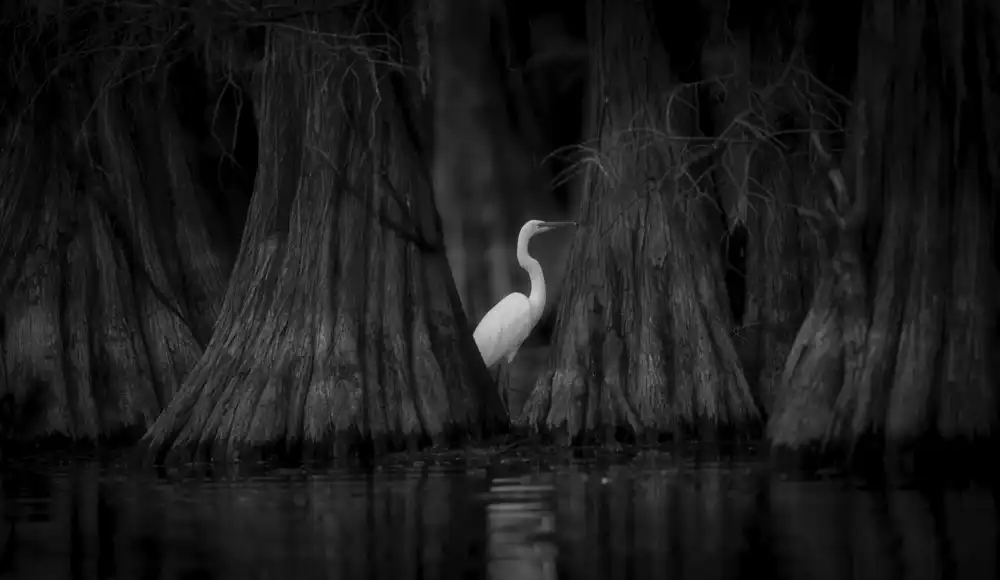 Zheng, Michael: Aigrette et cyprès