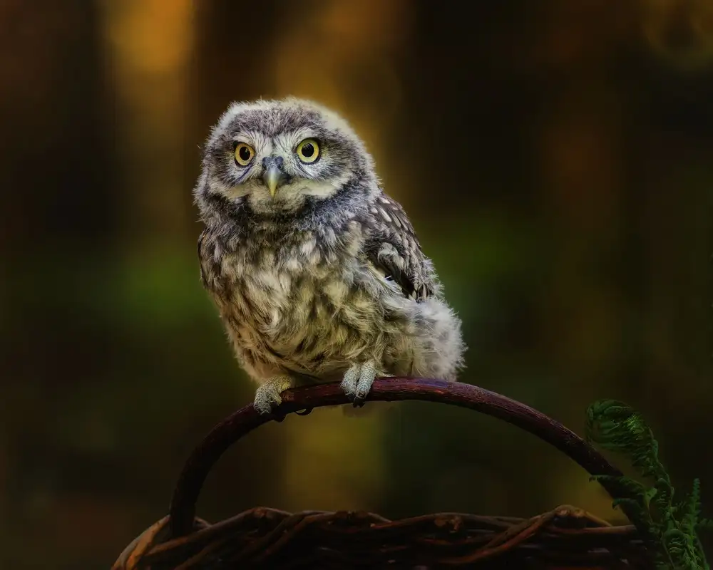 Firešová, Michaela: Small screech owl