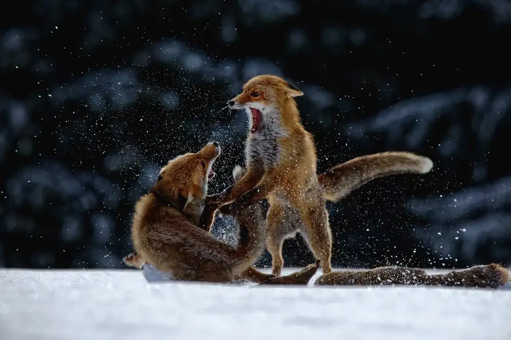 Firešová, Michaela: Fight on snow