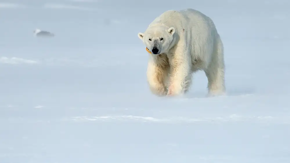 Fischer, Jie: Einsamer Eisbär