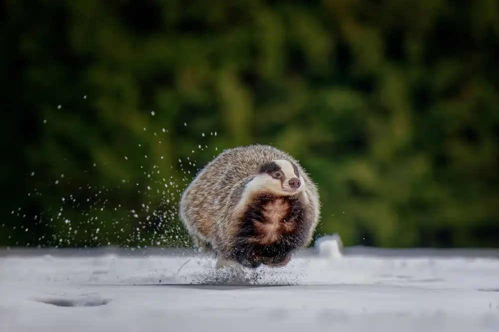 Firešová, Michaela: Flying badger