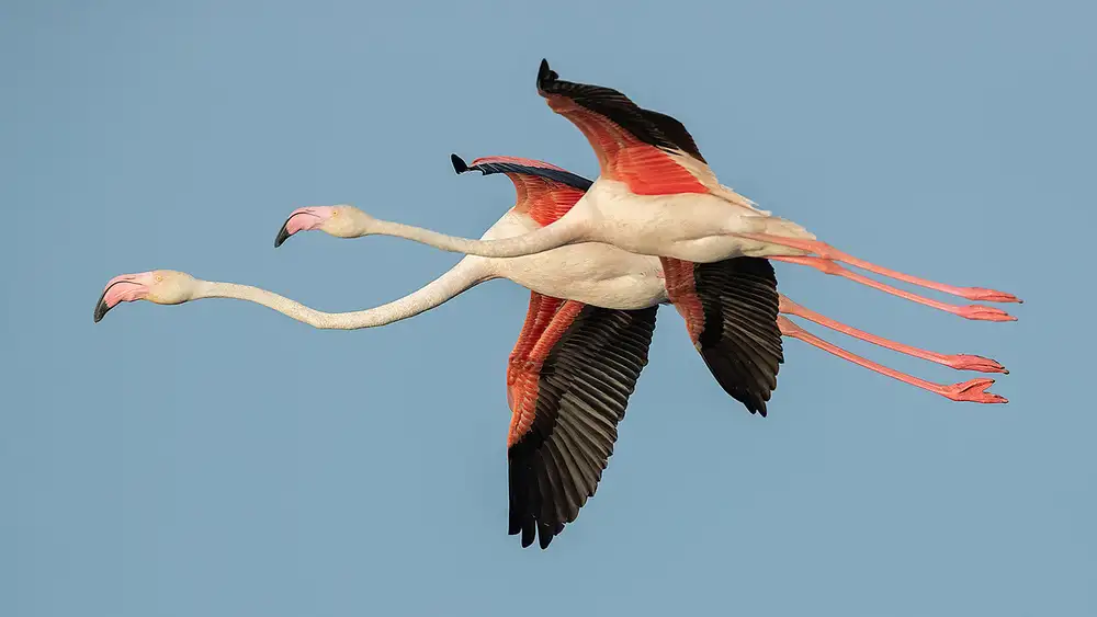 Raga, Gil Joan: Flamingos im Flug