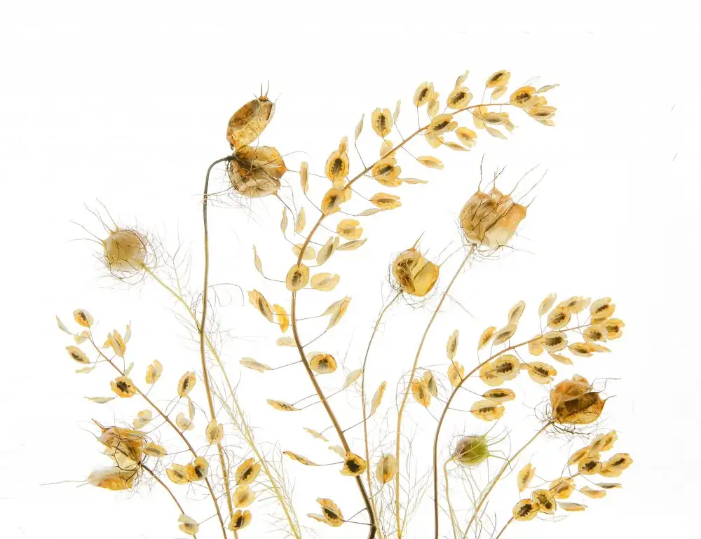 Zhou, Fangping: Dry Plants