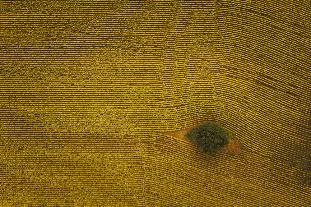 Zheng, Michael: Eye in Field