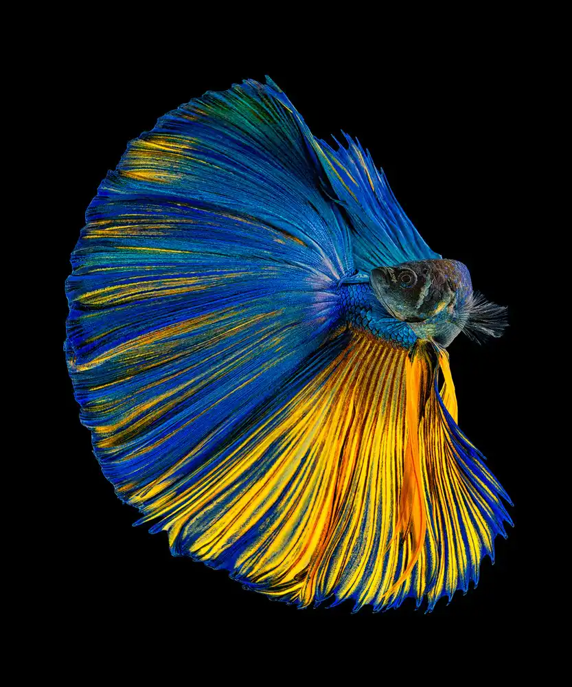 Halil, Andi: Amarillo azul