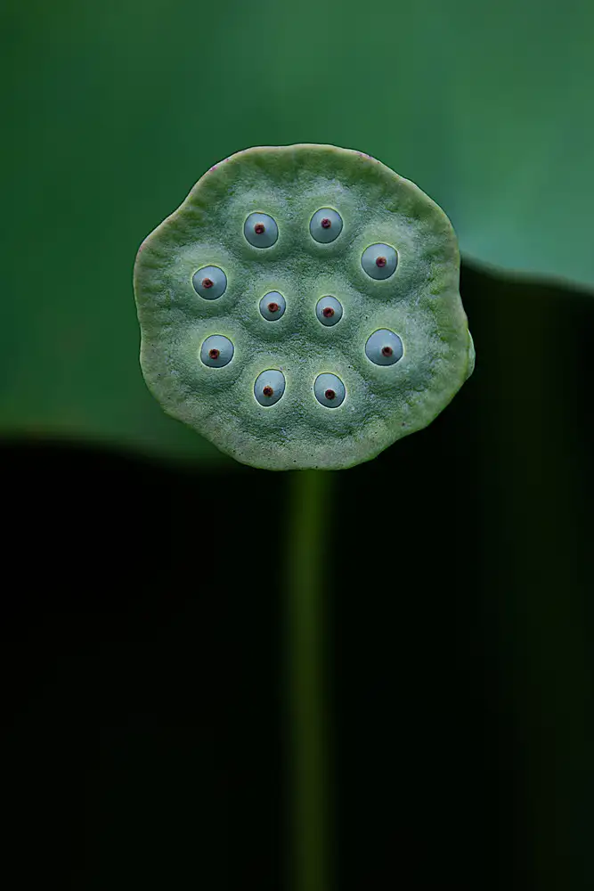 Liu,, Yanny,: A lotus
