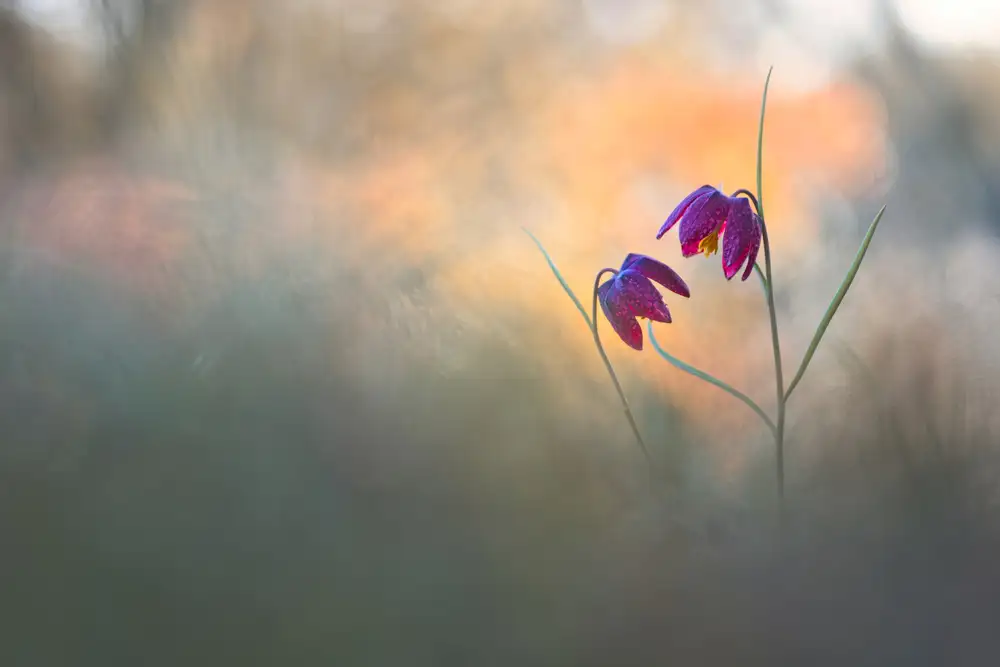 Blomme, Sebastien: Jarní tanec