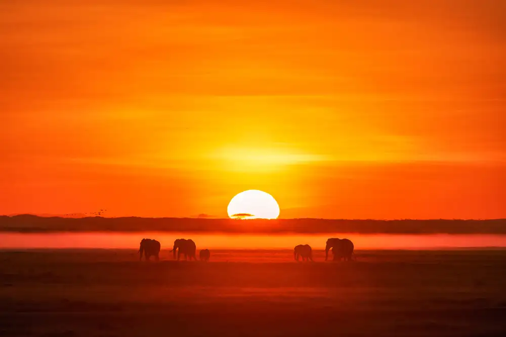 Wang, Keren: Afrika dojem