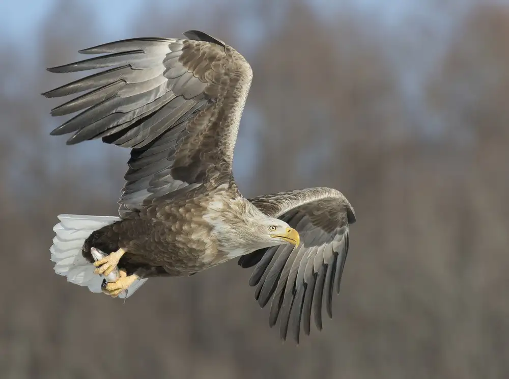 Tjandra, C.S.: Aquila dalla coda bianca