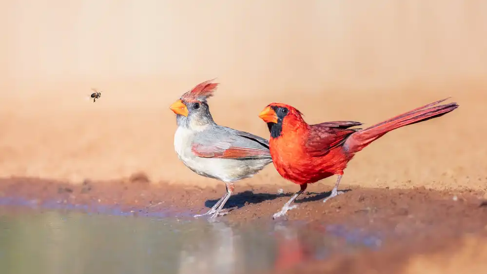 Wei, and Siyu: Une abeille et 2 cardinaux