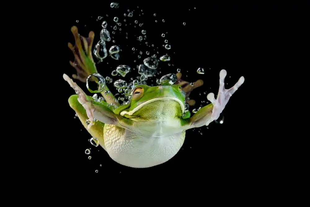 Afsheen, Kurit: Diving