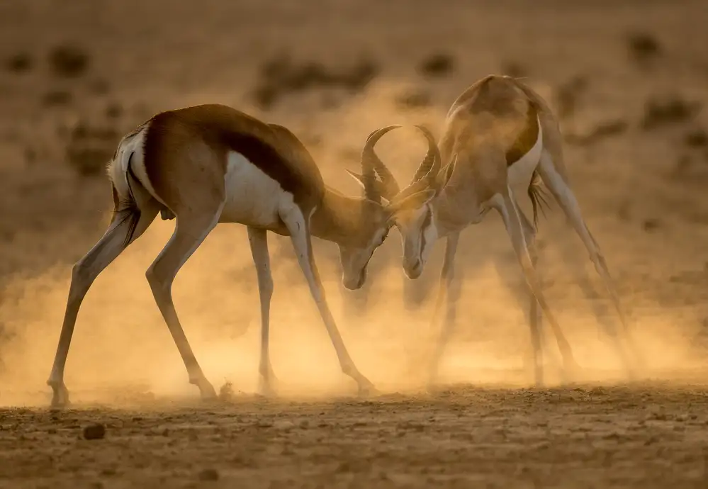 Marx, Jaco: DESERT DUEL