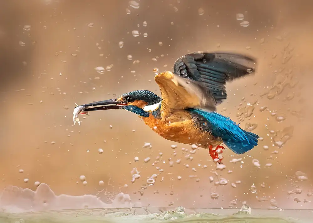 Poreider, Annie: Sieg