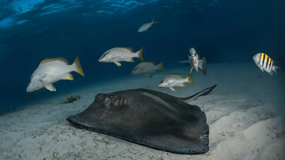 Lu, Jennifer: Join us to to enjoy ocean!