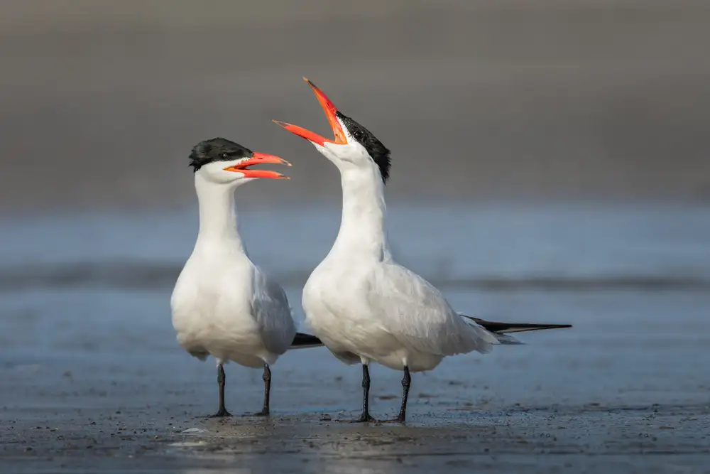 Barsh, Greg: Caspian Conversation