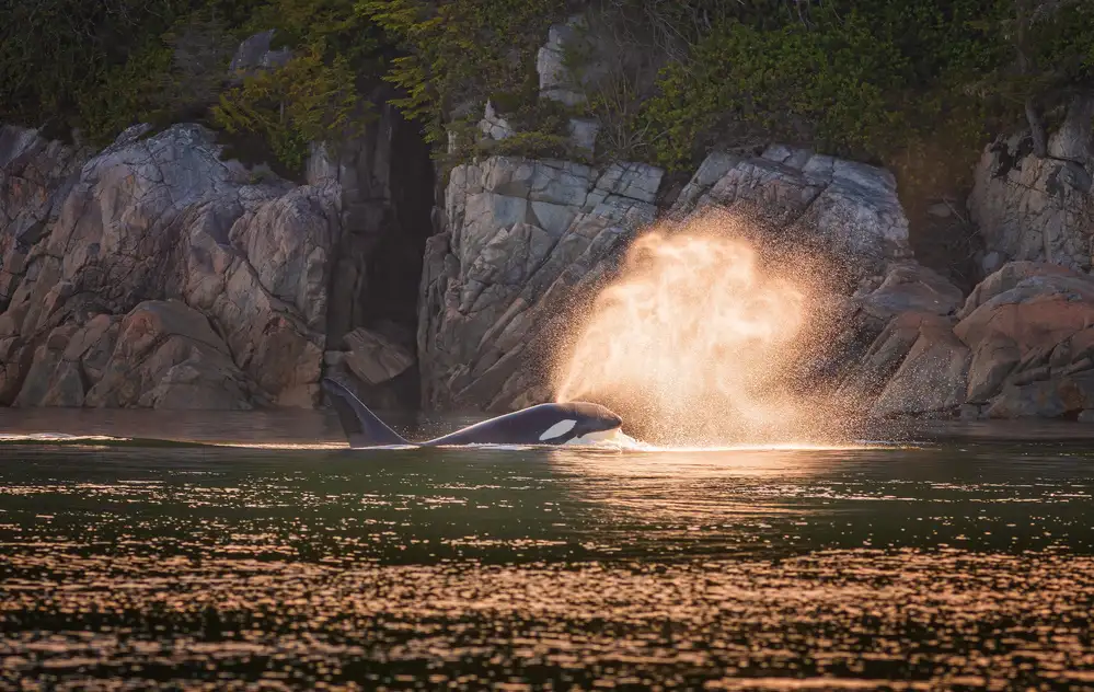 Sink, C. Jeffrey: Orca při západu slunce