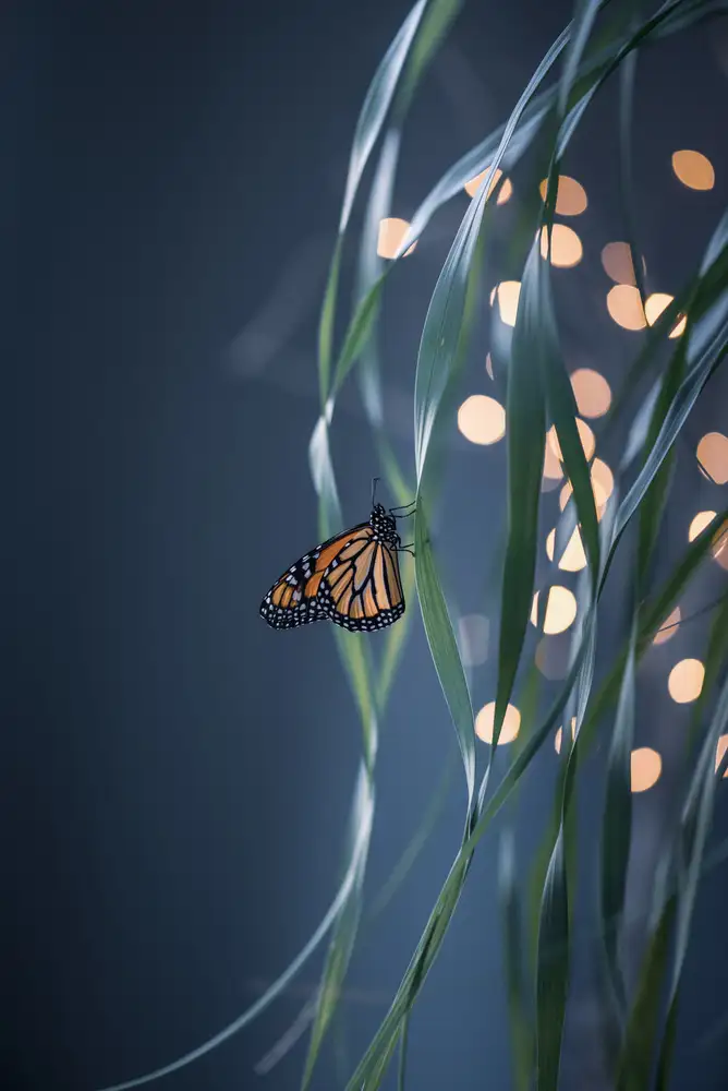 Chen, Li: Monarch butterfly