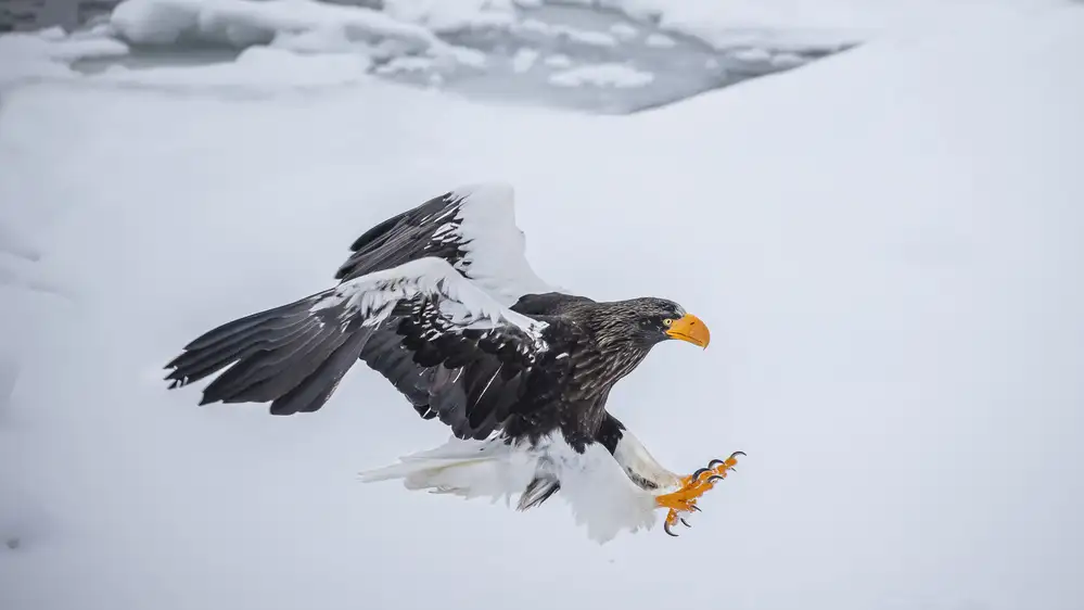 Wong, Fion: Eagle Claw je připraven