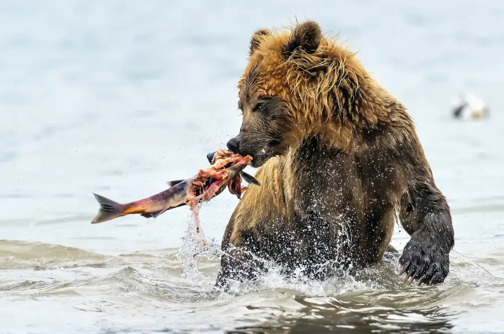 DAmico, Giuseppe: Fishing