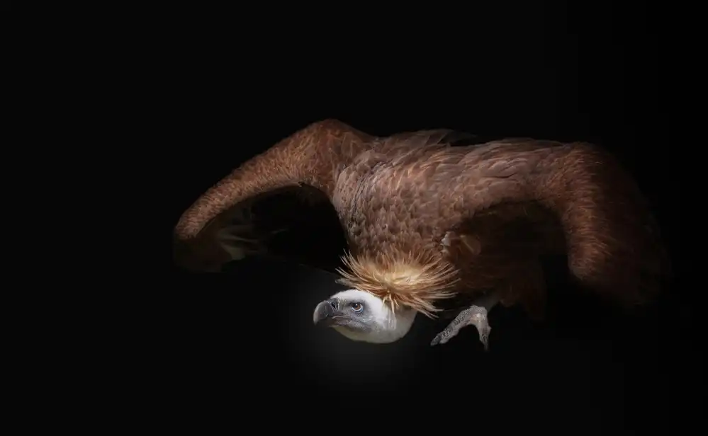 KaMerA: Geier