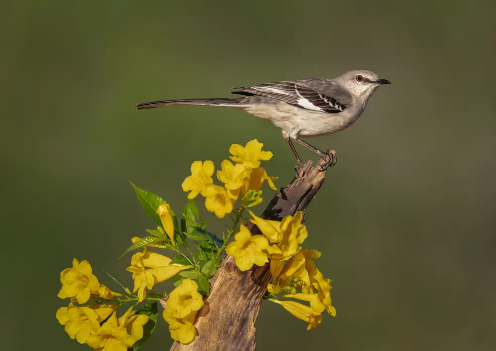 Barsh, Greg: South Texas