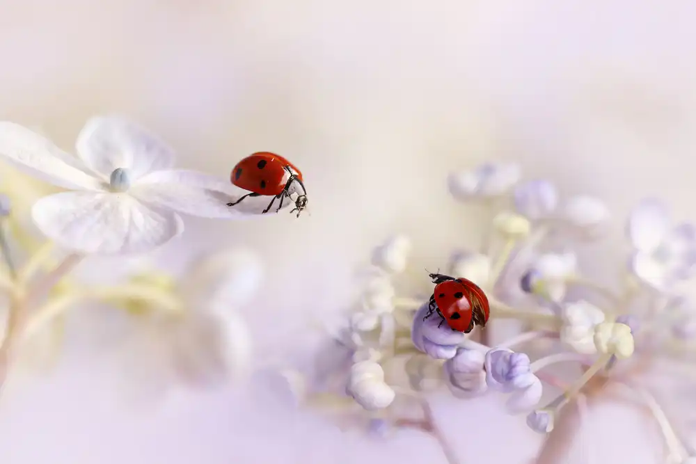 Deelen, van Ellen: Small friends