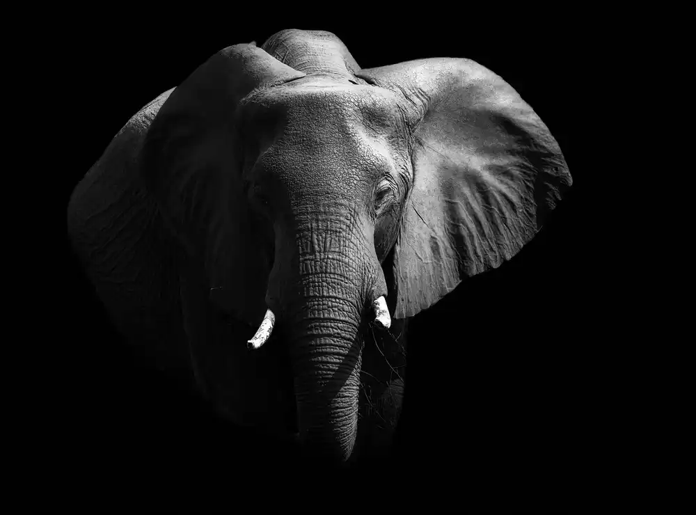 Fischer, Jie: Elefant.