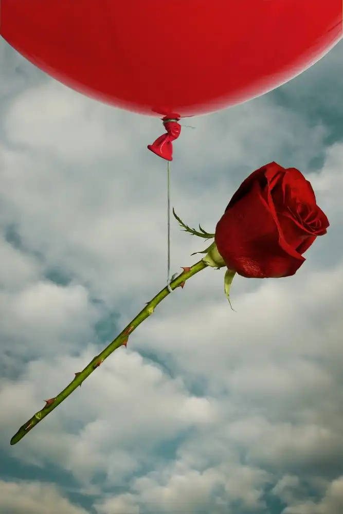Solo, Mister: rosa y rojo