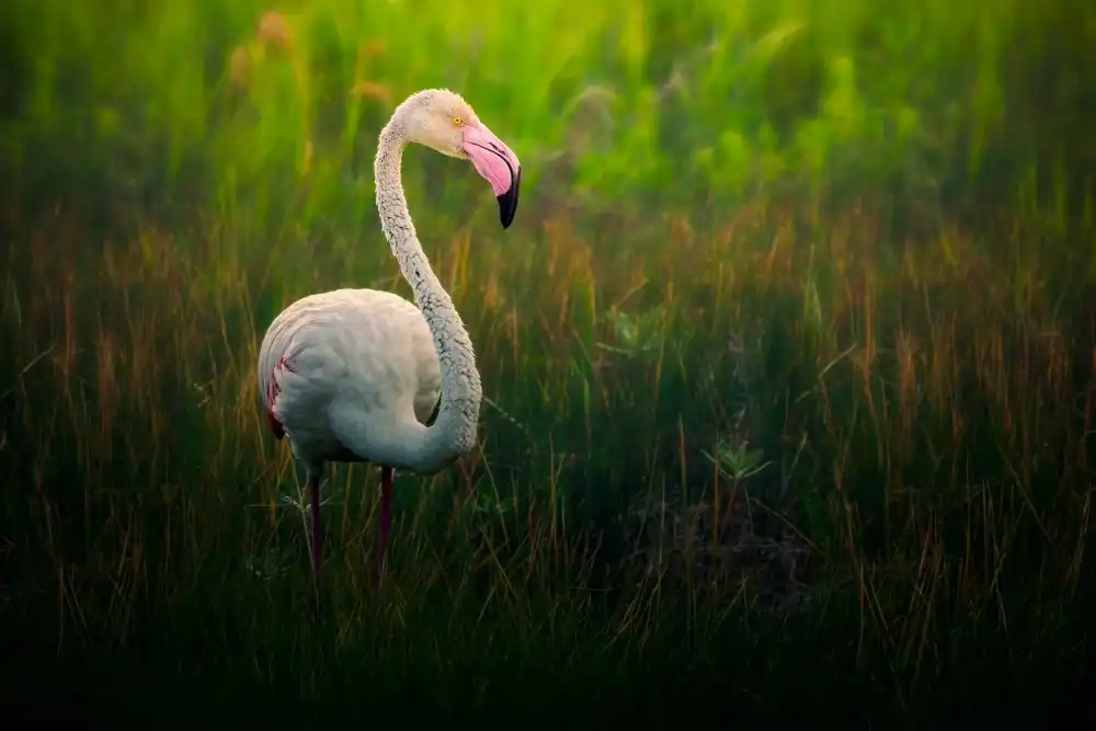 Pezeshki, Sina: Flamingo