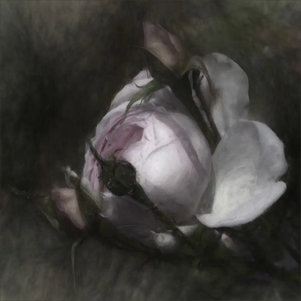 Claes, Gilbert: budding beauty