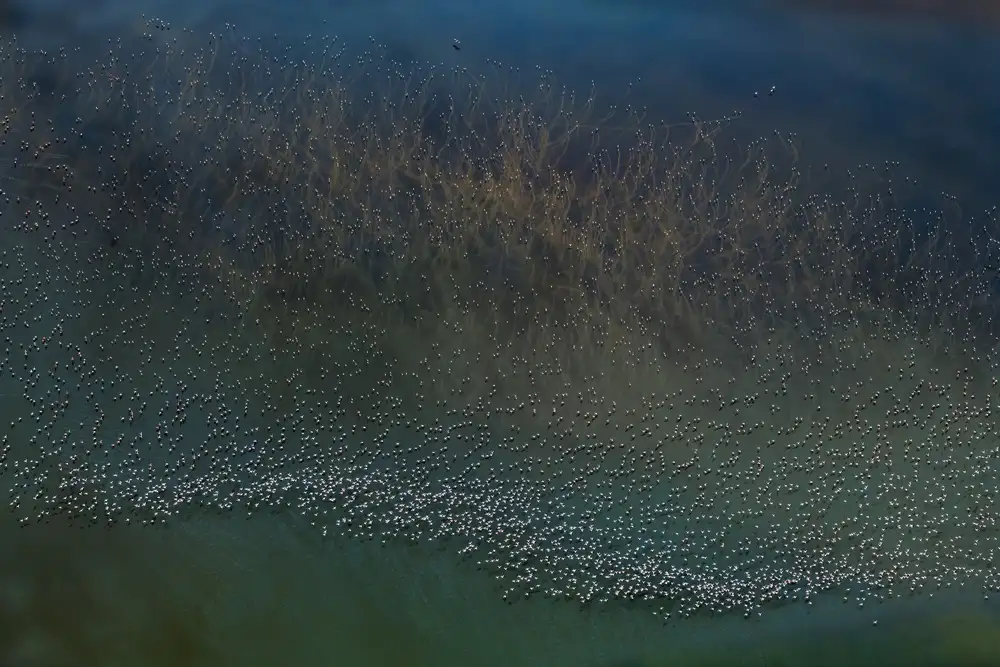 Wang, Yun: millions flamingos taking off