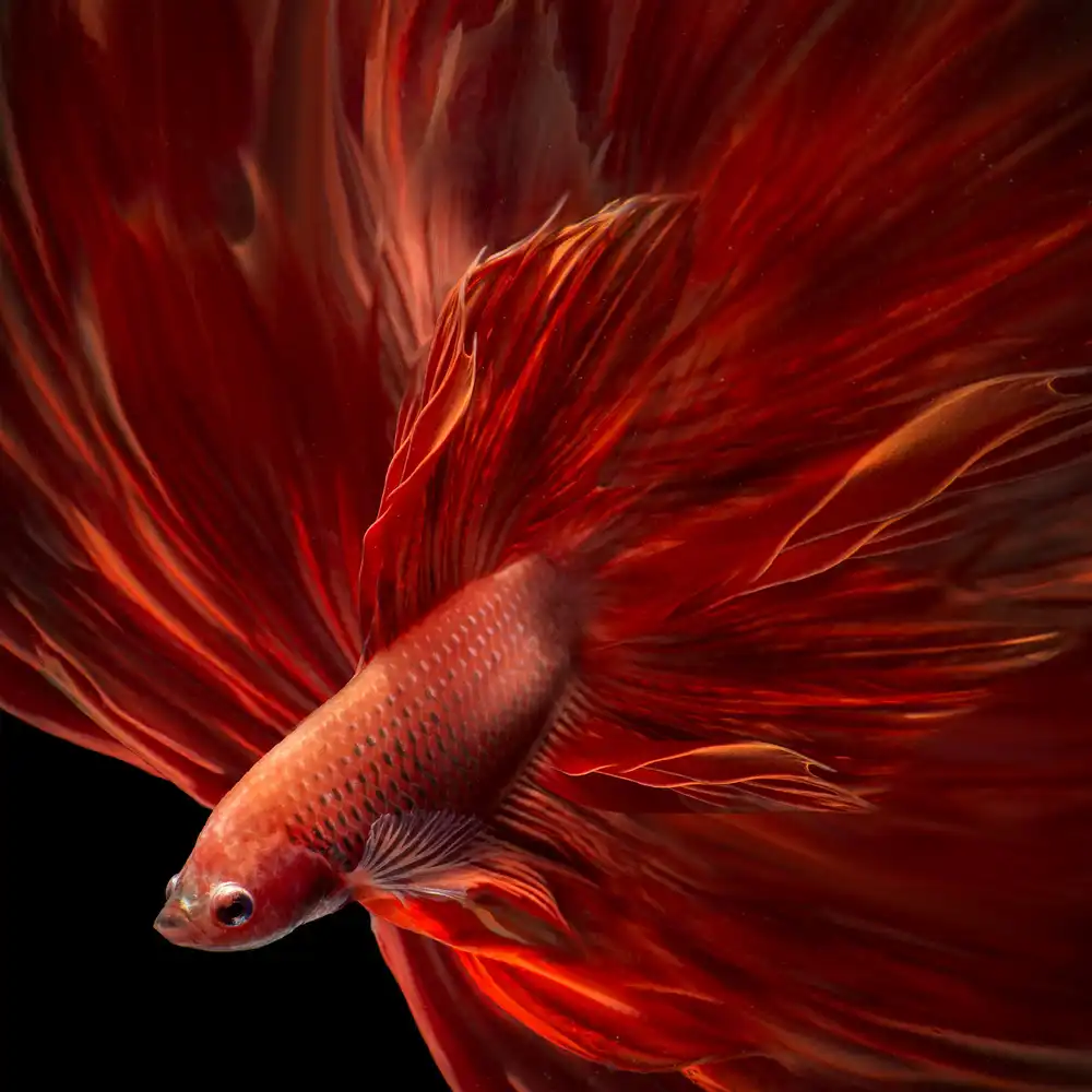 Bunjamin, Antonyus: Pesce Betta Rosso Fuoco