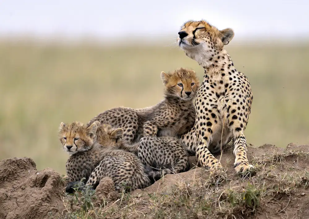 DAmico, Giuseppe: Family