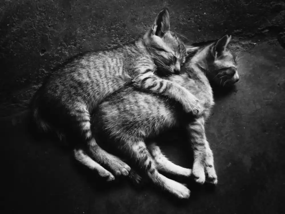Lagaa, Kahar: Soulmate