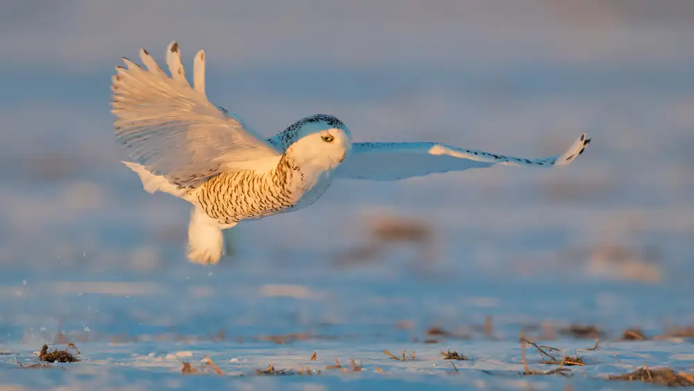 Zuo, Jun: Harfang des neiges