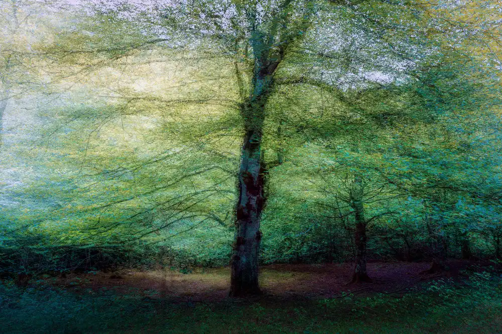 Cobo, Antonio Marco: forest