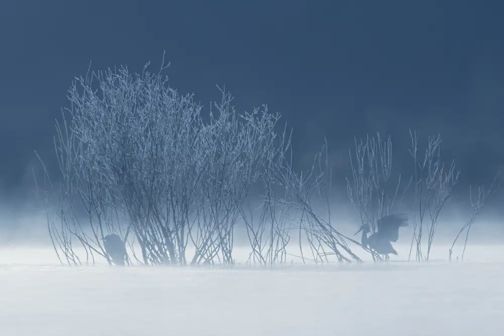 ranfuchs: Frozen Egrets