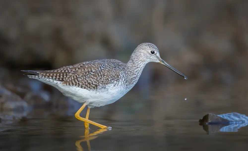 Barsh, Greg: Shoreline yellowlegs