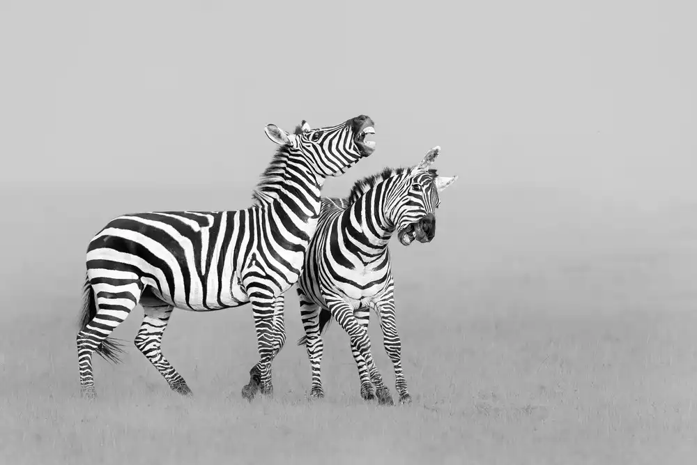 Zuo, Jun: Zebras