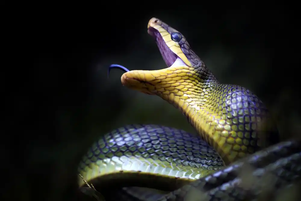 Maududdin, Fauzan: Gonyosoma oxycephala – Javanische Grüne Schlange