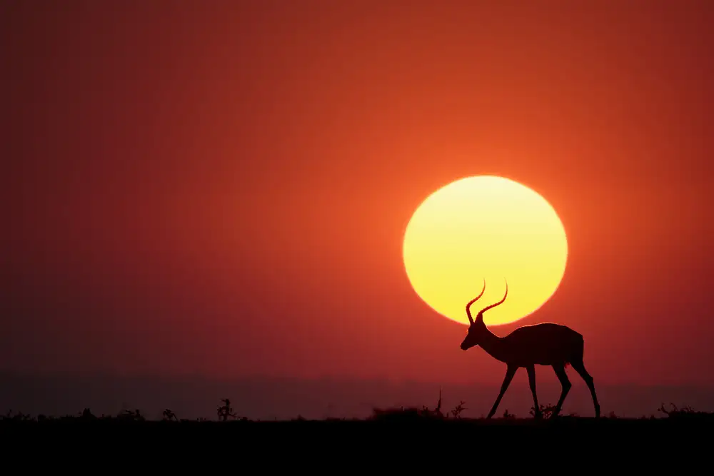 Doyle, Renee: Ein afrikanischer Sonnenuntergang