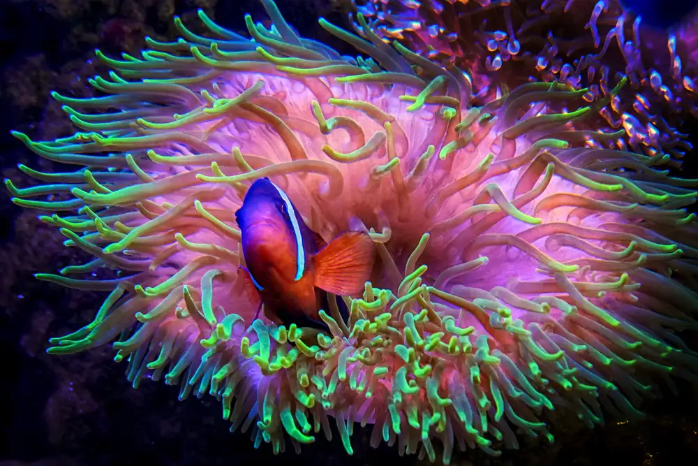 Bunjamin, Antonyus: Alla ricerca di Nemo