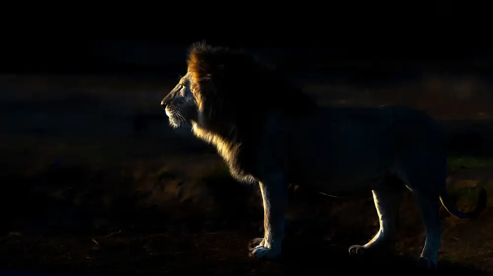 Fischer, Jie: Der König am sehr frühen Morgen