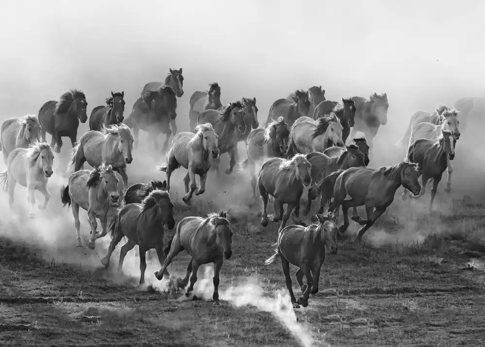 Lu, Jennifer: Galloping