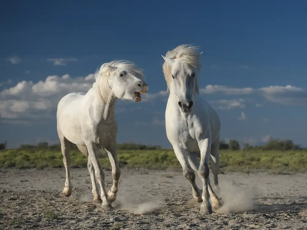 Anton, Rostovskiy: caballos blancos