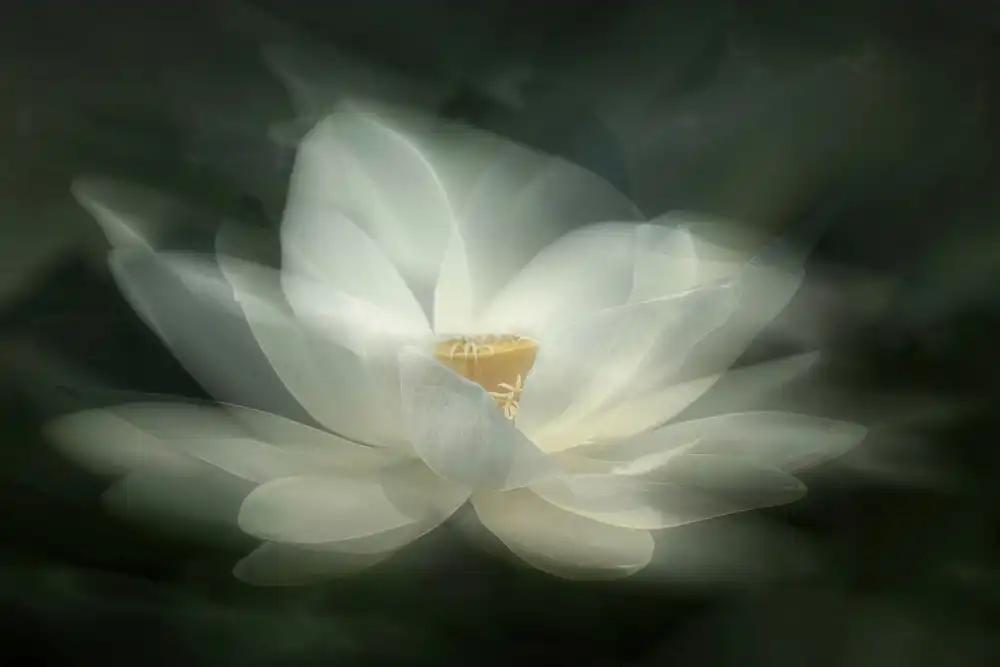 Zhao, Qing: Swaying
