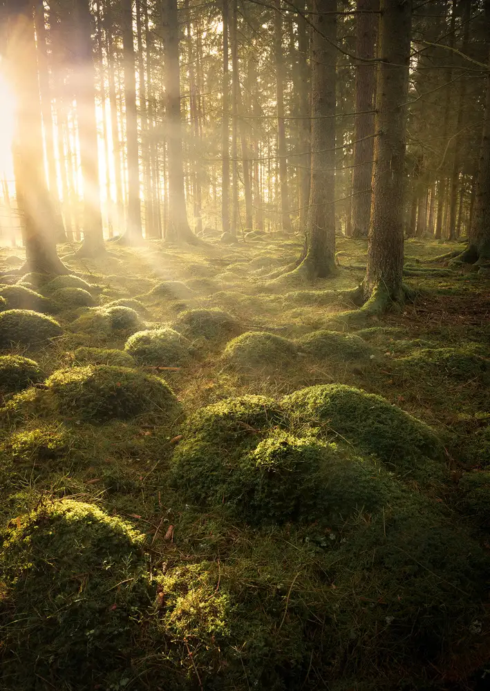 Lindsten, Christian: Dans les bois