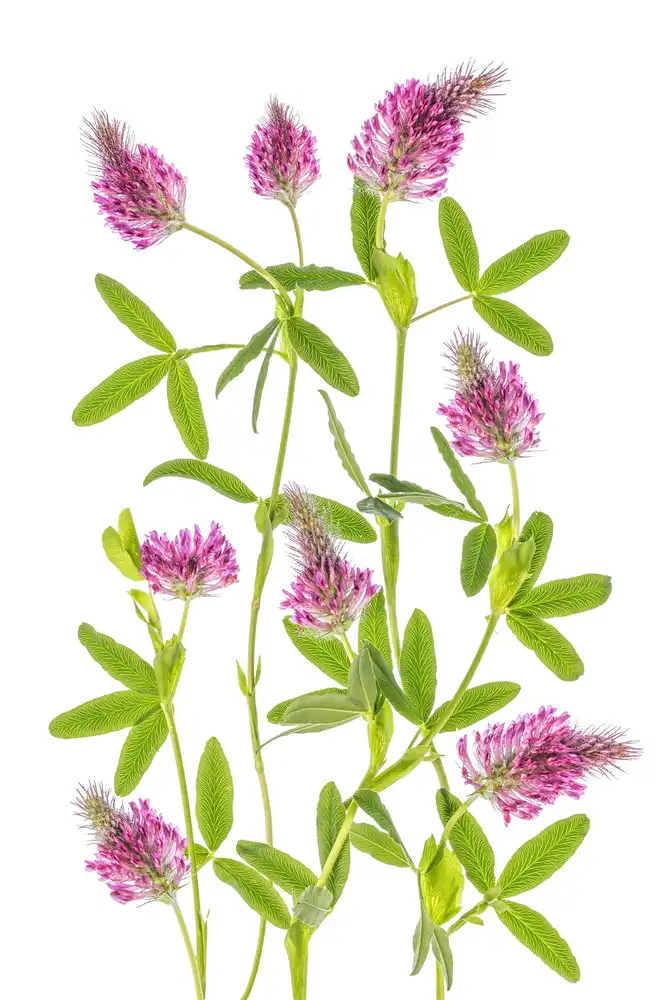 Disher, Mandy: Trifolium