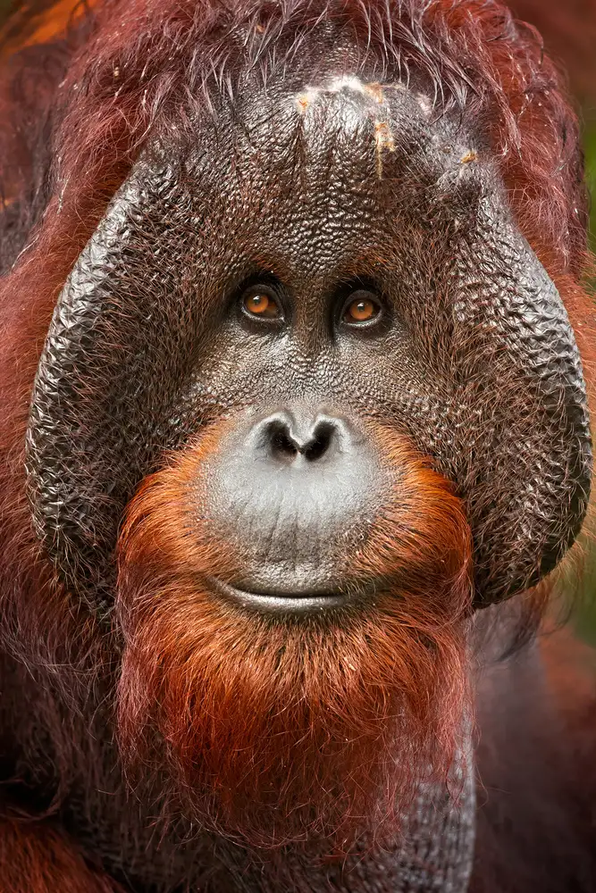 Zygmunt, Milan: Borneo-Orang-Utan