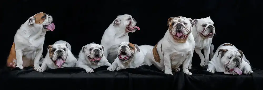 Bosch, den Gert: Meet Noortje and her offspring